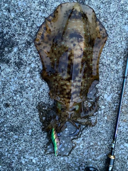 春イカエギング開幕