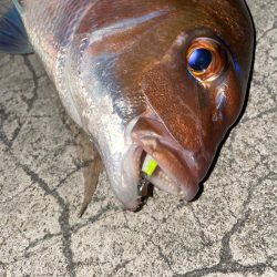 メバリングで真鯛！