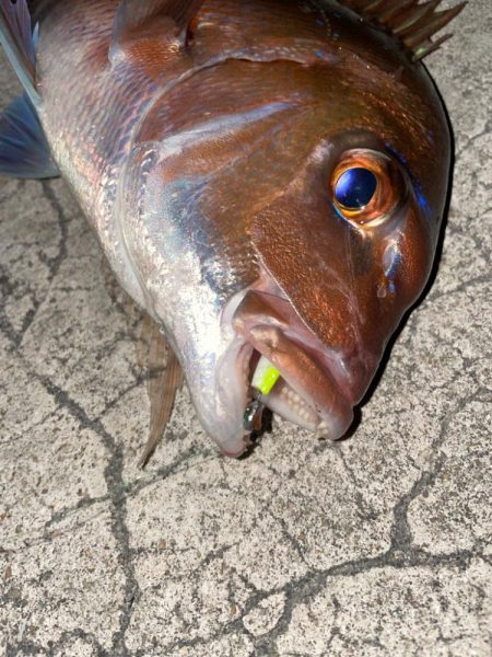 メバリングで真鯛！