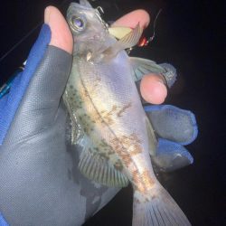 メバルプラッキン