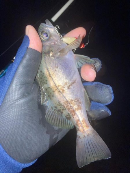 メバルプラッキン