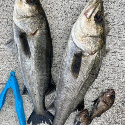 エビ撒き🦐釣れてます