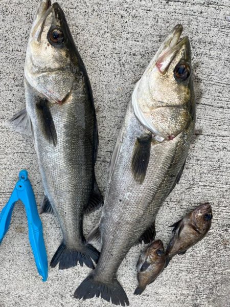 エビ撒き🦐釣れてます