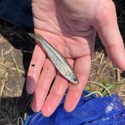 のんびりモロコ釣り