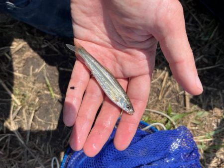 のんびりモロコ釣り