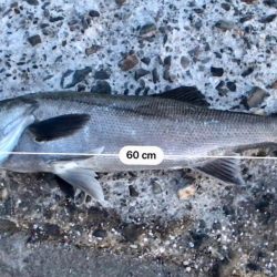 ショアジギング