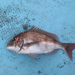 タイラバ＆ティップラン