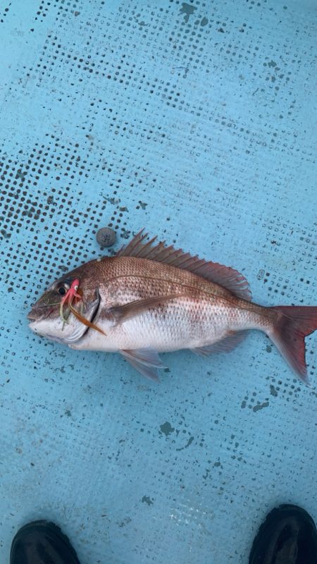 タイラバ＆ティップラン