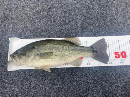 午前中ボート釣行！