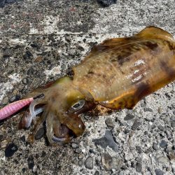 愛南遠征(日曜日)