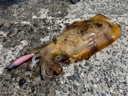 愛南遠征(日曜日)