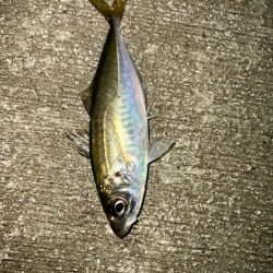 短時間アジング