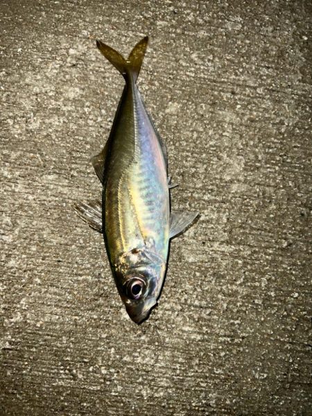 短時間アジング