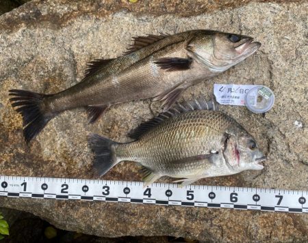 流れがあり強弱の変化もあり良い状況ではある…