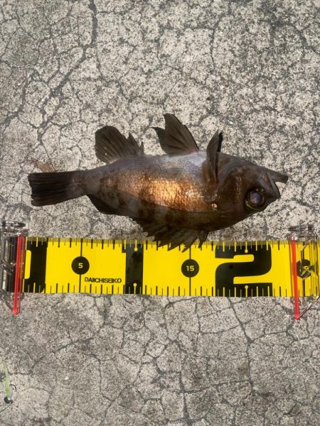 今日はメバルとサバ1匹づつ…