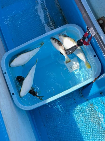 ショウサイフグ/カットウ釣り