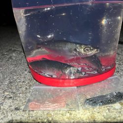 アジメバリング