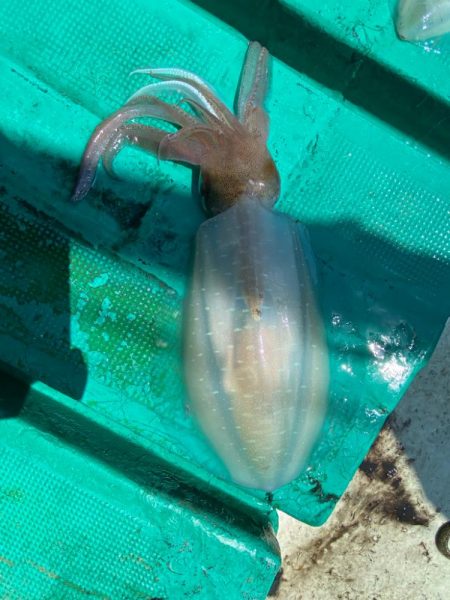 ティップランでキロアップ