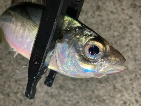 やっと雨も止んだので！