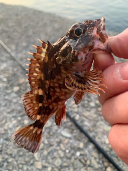 久しぶりの釣り日和