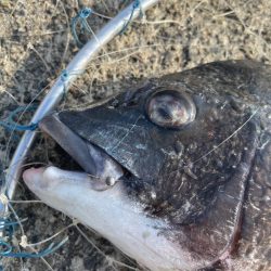 今年初の落とし込み