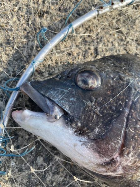 今年初の落とし込み