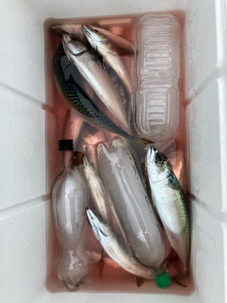 SLJ便に乗ってきました