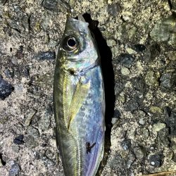 鰯釣りに島へ🏝️