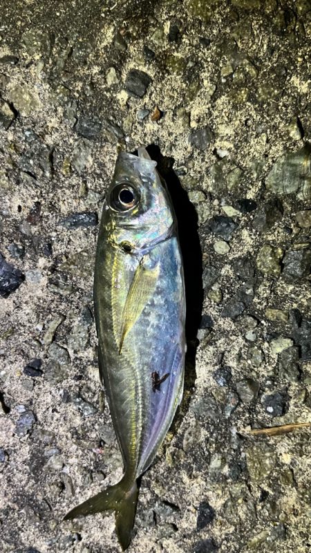 鰯釣りに島へ🏝࿠…