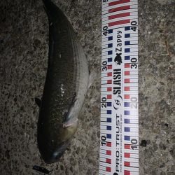 今年はボラが多い？