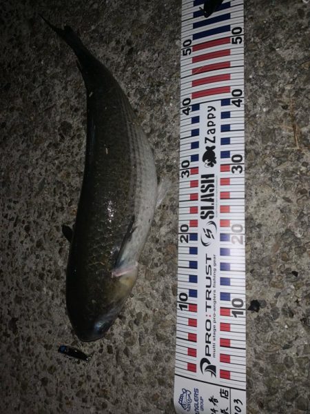 今年はボラが多い？