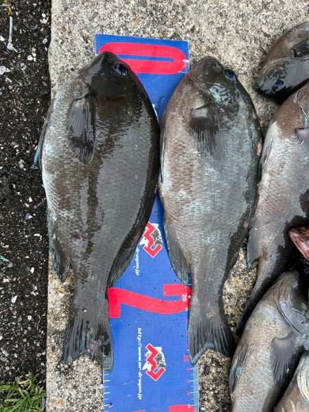 魚津港 フカセ釣り