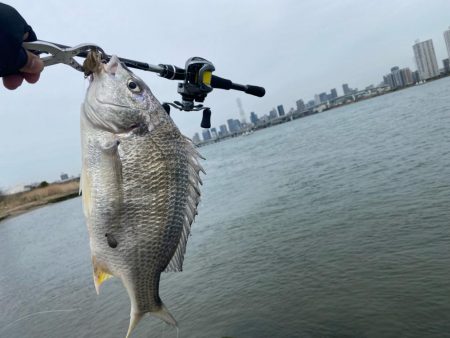 淀川でチニング