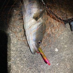 春のシーバスフィッシング