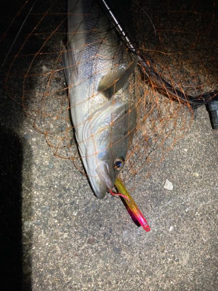 春のシーバスフィッシング