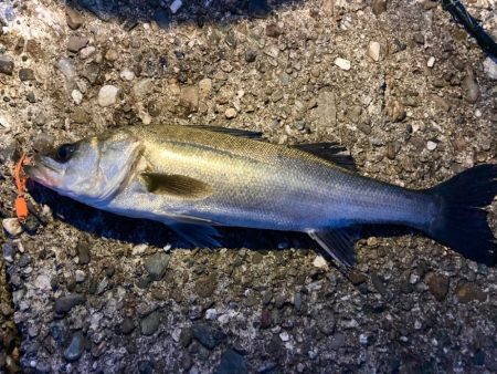 豆クネクネでバチシーバスにゃ！