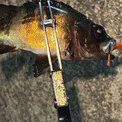 淡路島釣行1日目