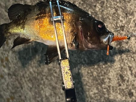 淡路島釣行1日目