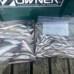 ヒメマス&わかさぎ釣り