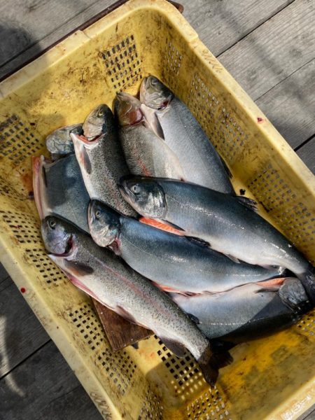 釣堀サーモン＊水宝さん