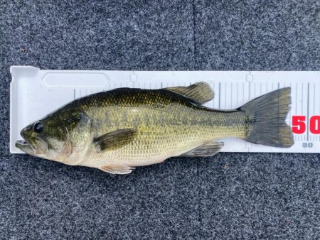 1日ボート釣行！