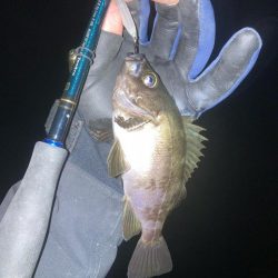 メバルプラッキング