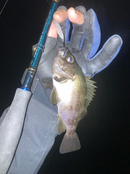 メバルプラッキング