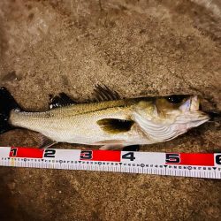 久しぶりの連続ヒット