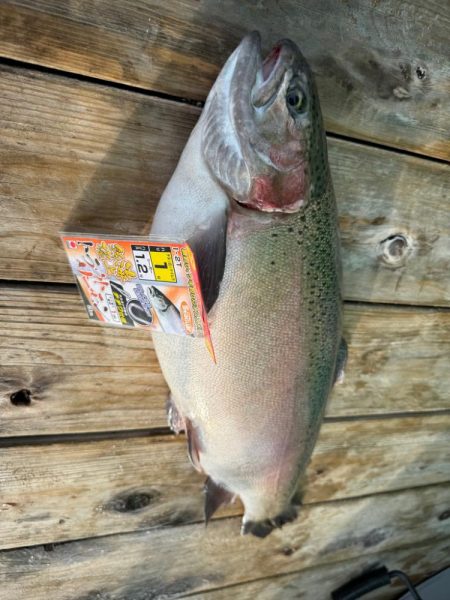 辨屋さんで初トラウトサーモン