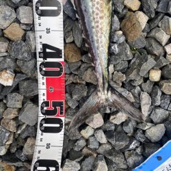 久しぶりにサゴシ