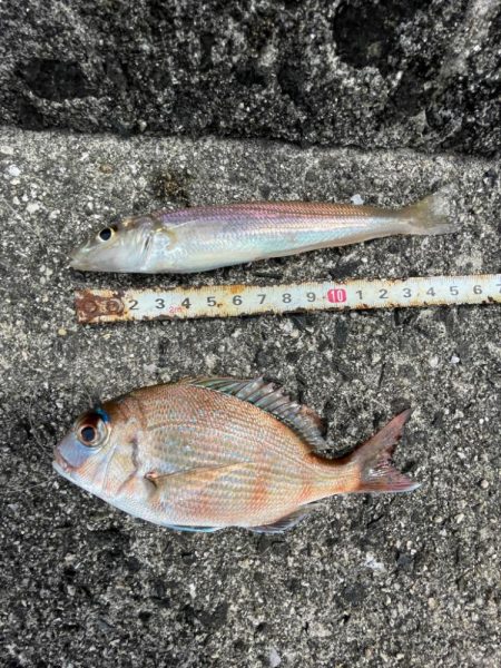 遠投サビキでチヌ⁉þ…