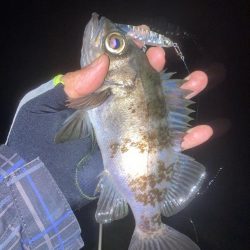 メバルプラッキング