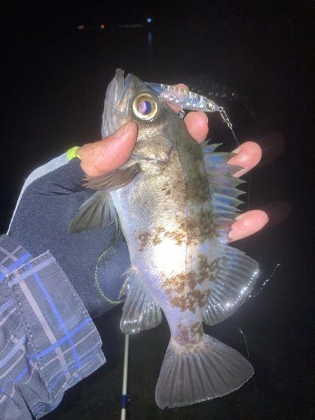 メバルプラッキング