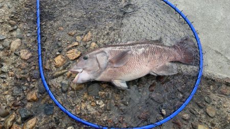 今シーズン初釣り、初釣果！